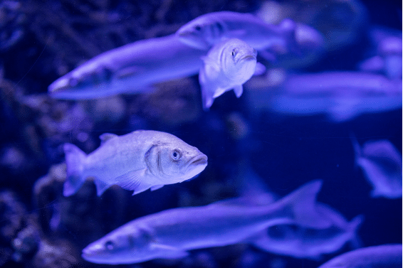 New PISCES market for unlisted company shares